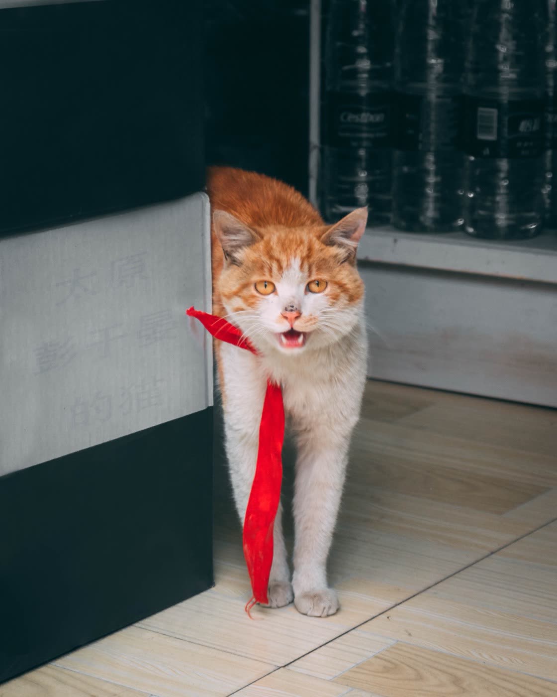 叼着红色逗猫棒的橘白猫