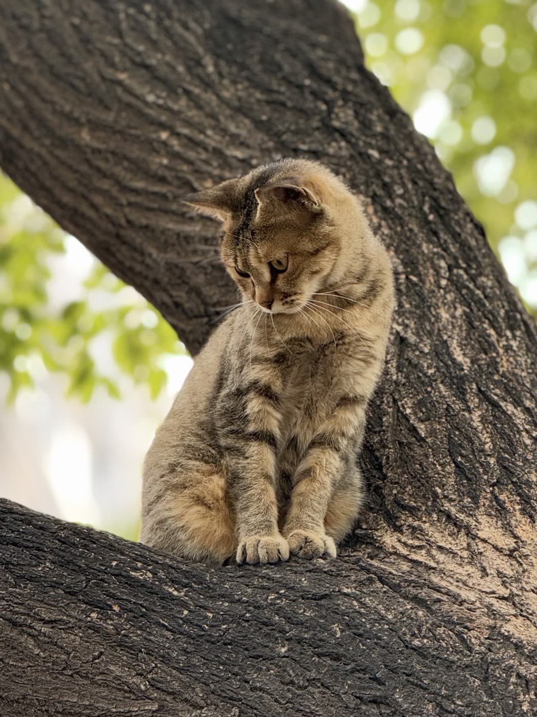 坐在树枝上的虎斑猫