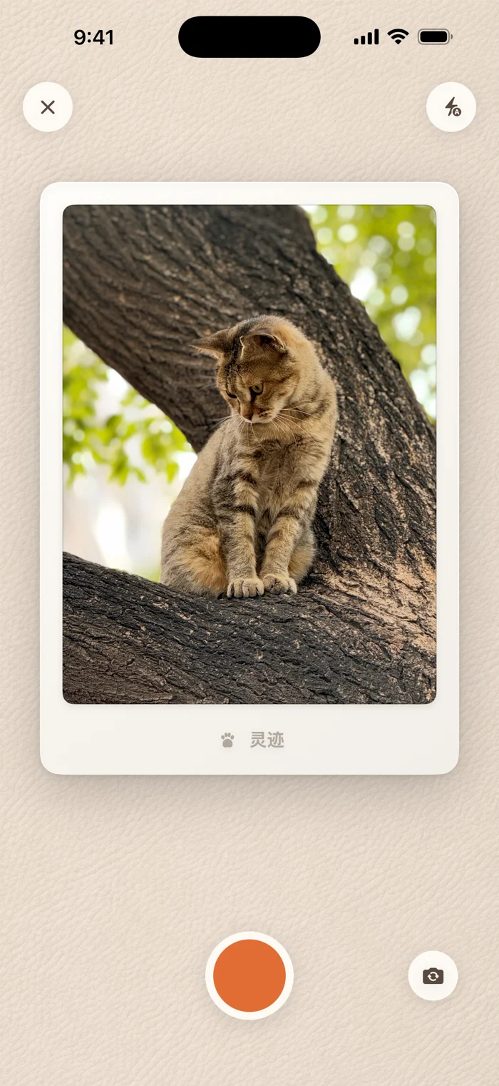 灵迹拍照界面：拍立得取景框里是树上的一只狸花猫