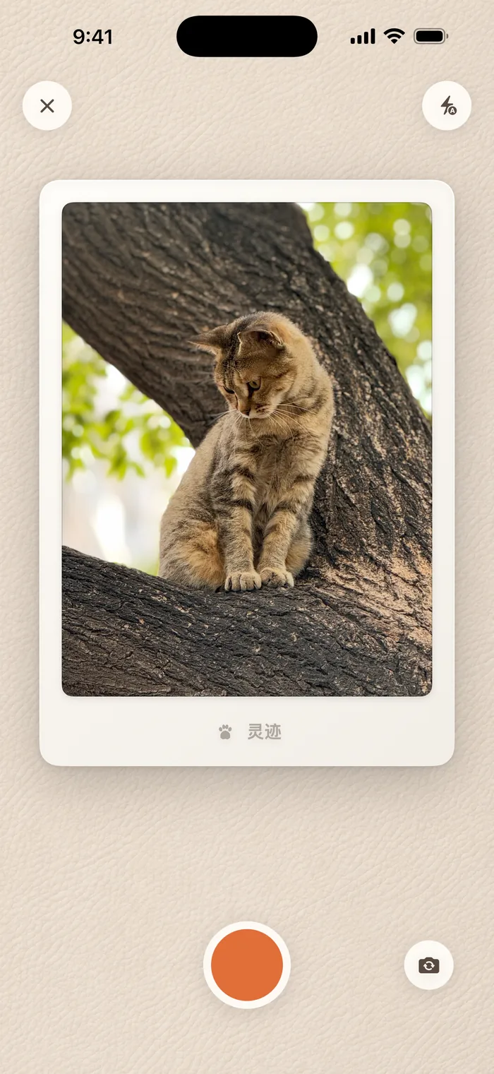 灵迹拍照界面:拍立得取景框里是树上的一只猫